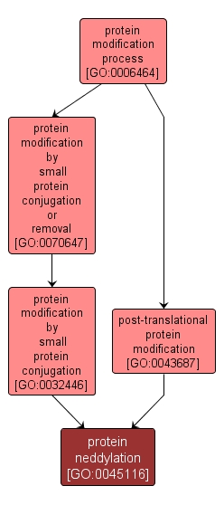 GO:0045116 - protein neddylation (interactive image map)