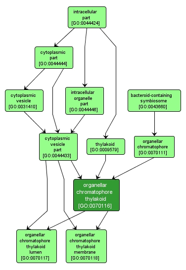 GO:0070116 - organellar chromatophore thylakoid (interactive image map)