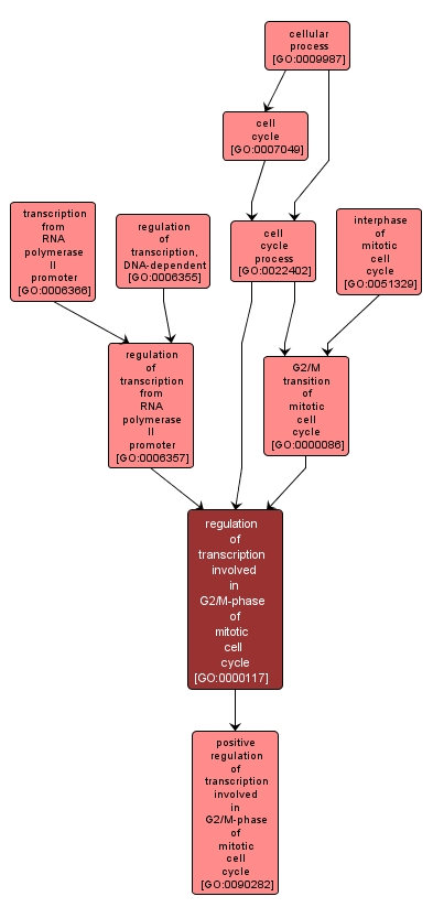 GO:0000117 - regulation of transcription involved in G2/M-phase of mitotic cell cycle (interactive image map)