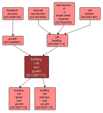 GO:0007117 - budding cell bud growth (interactive image map)