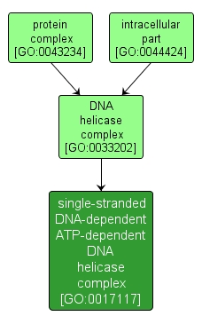 GO:0017117 - single-stranded DNA-dependent ATP-dependent DNA helicase complex (interactive image map)