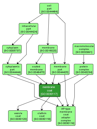 GO:0030117 - membrane coat (interactive image map)