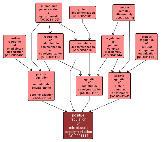 GO:0031117 - positive regulation of microtubule depolymerization (interactive image map)