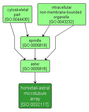 GO:0032117 - horsetail-astral microtubule array (interactive image map)