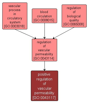 GO:0043117 - positive regulation of vascular permeability (interactive image map)