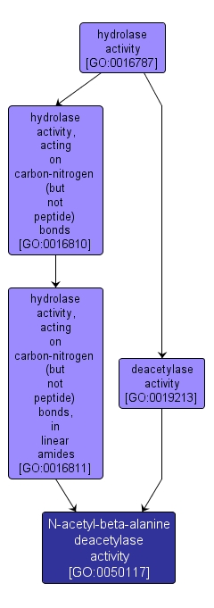 GO:0050117 - N-acetyl-beta-alanine deacetylase activity (interactive image map)