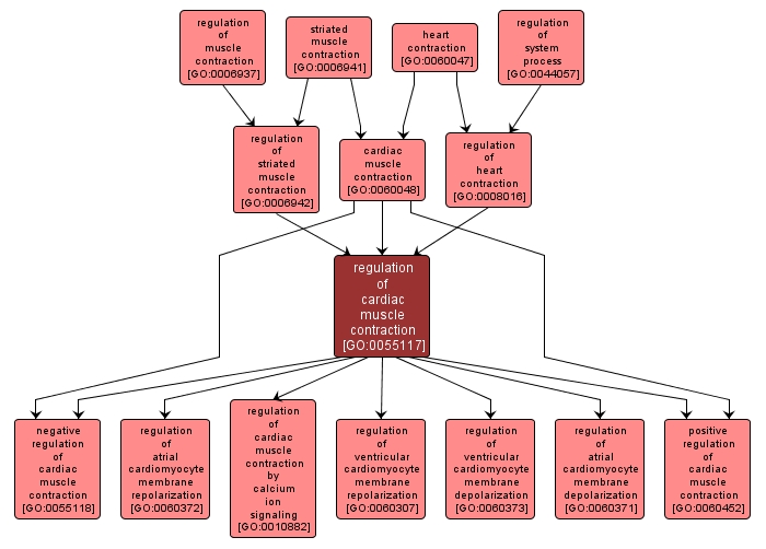 GO:0055117 - regulation of cardiac muscle contraction (interactive image map)