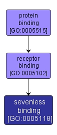 GO:0005118 - sevenless binding (interactive image map)