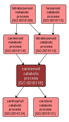 GO:0016118 - carotenoid catabolic process (interactive image map)