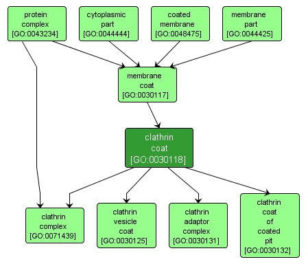 GO:0030118 - clathrin coat (interactive image map)