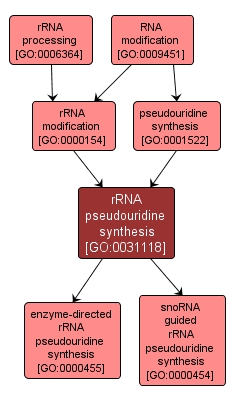 GO:0031118 - rRNA pseudouridine synthesis (interactive image map)