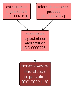 GO:0032118 - horsetail-astral microtubule organization (interactive image map)
