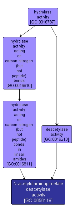 GO:0050118 - N-acetyldiaminopimelate deacetylase activity (interactive image map)