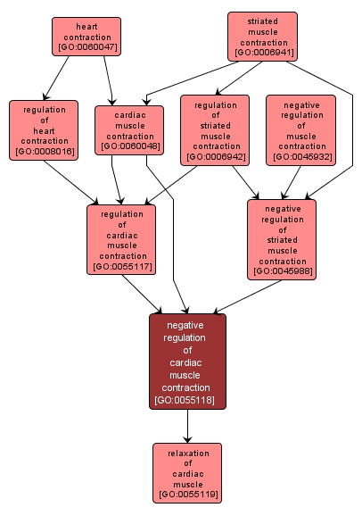 GO:0055118 - negative regulation of cardiac muscle contraction (interactive image map)