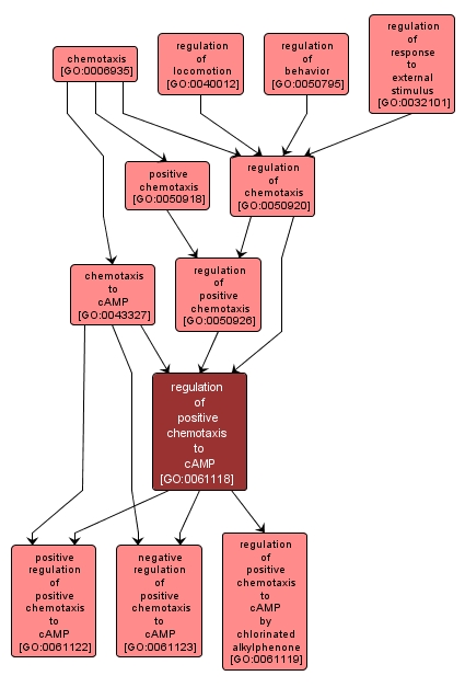 GO:0061118 - regulation of positive chemotaxis to cAMP (interactive image map)