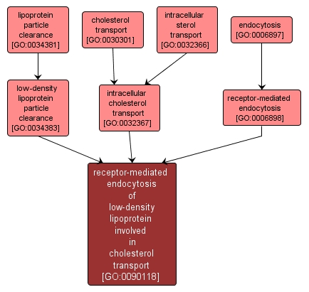 GO:0090118 - receptor-mediated endocytosis of low-density lipoprotein involved in cholesterol transport (interactive image map)