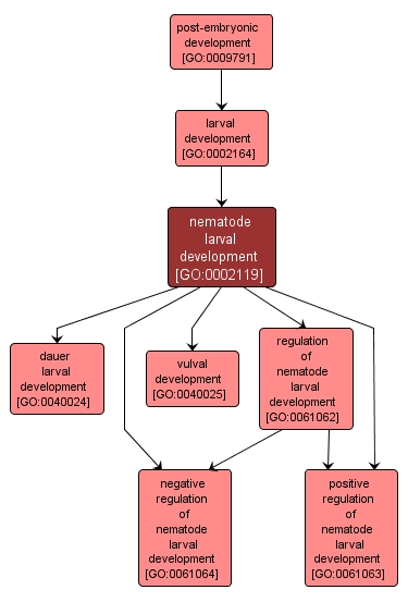 GO:0002119 - nematode larval development (interactive image map)