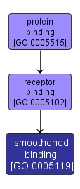 GO:0005119 - smoothened binding (interactive image map)