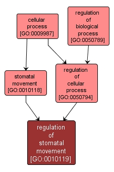 GO:0010119 - regulation of stomatal movement (interactive image map)