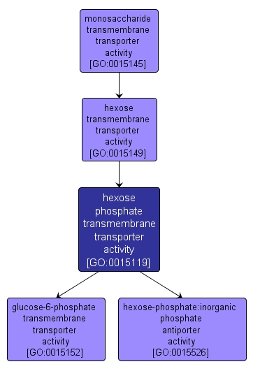 GO:0015119 - hexose phosphate transmembrane transporter activity (interactive image map)