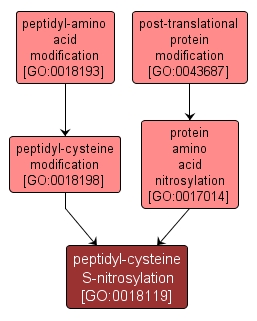 GO:0018119 - peptidyl-cysteine S-nitrosylation (interactive image map)