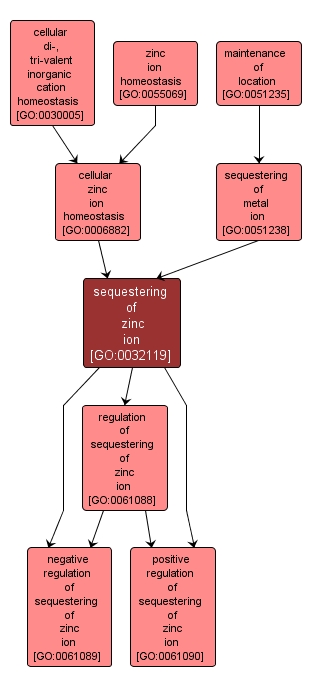 GO:0032119 - sequestering of zinc ion (interactive image map)