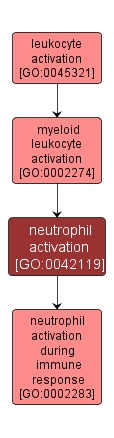 GO:0042119 - neutrophil activation (interactive image map)