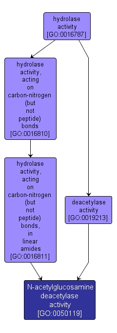 GO:0050119 - N-acetylglucosamine deacetylase activity (interactive image map)