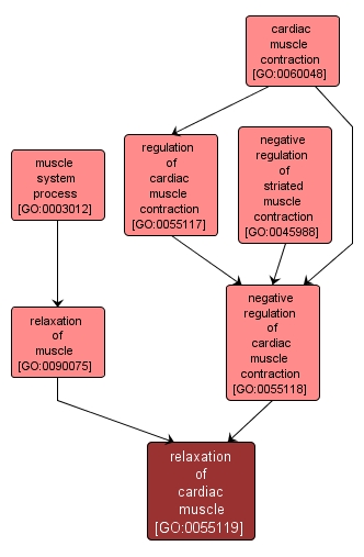 GO:0055119 - relaxation of cardiac muscle (interactive image map)