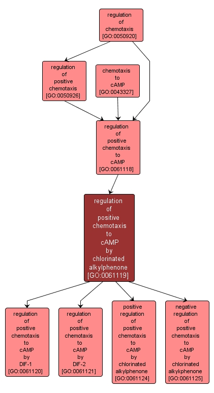 GO:0061119 - regulation of positive chemotaxis to cAMP by chlorinated alkylphenone (interactive image map)