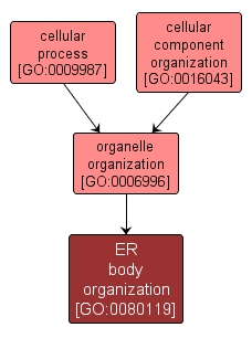 GO:0080119 - ER body organization (interactive image map)