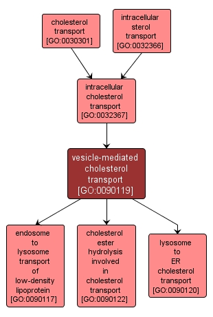 GO:0090119 - vesicle-mediated cholesterol transport (interactive image map)