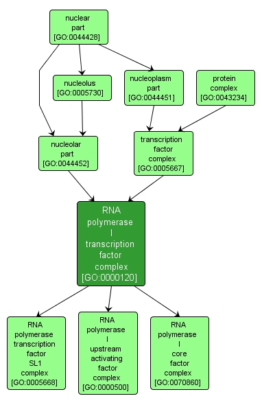 GO:0000120 - RNA polymerase I transcription factor complex (interactive image map)