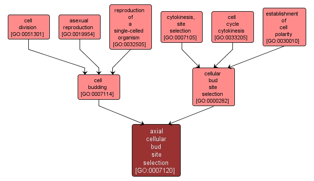 GO:0007120 - axial cellular bud site selection (interactive image map)