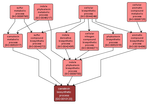 GO:0010120 - camalexin biosynthetic process (interactive image map)