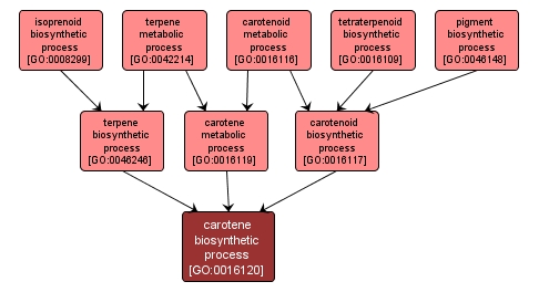 GO:0016120 - carotene biosynthetic process (interactive image map)