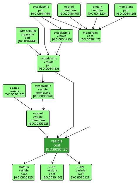 GO:0030120 - vesicle coat (interactive image map)