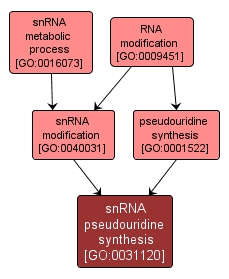 GO:0031120 - snRNA pseudouridine synthesis (interactive image map)