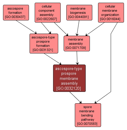 GO:0032120 - ascospore-type prospore membrane assembly (interactive image map)