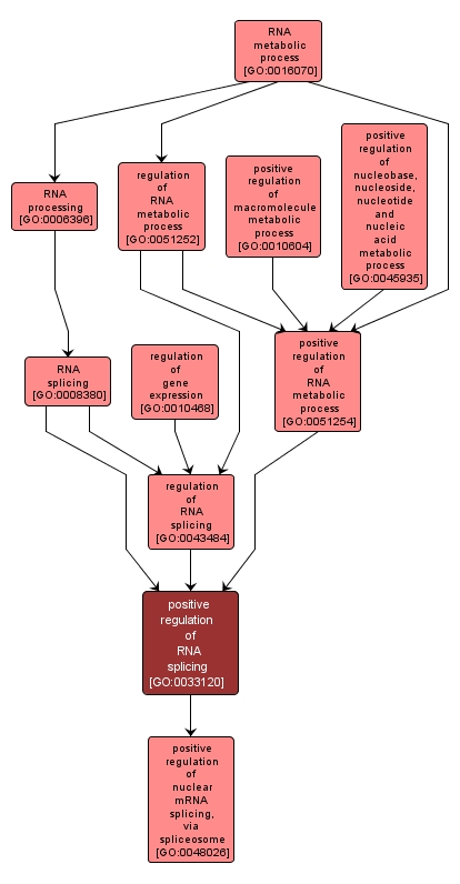 GO:0033120 - positive regulation of RNA splicing (interactive image map)