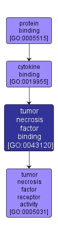GO:0043120 - tumor necrosis factor binding (interactive image map)