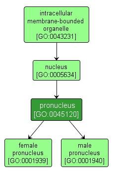 GO:0045120 - pronucleus (interactive image map)