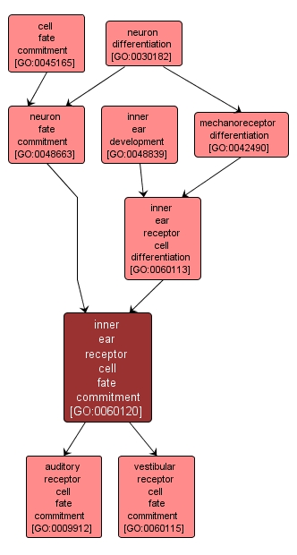 GO:0060120 - inner ear receptor cell fate commitment (interactive image map)