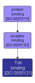 GO:0005121 - Toll binding (interactive image map)