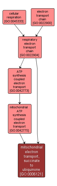 GO:0006121 - mitochondrial electron transport, succinate to ubiquinone (interactive image map)