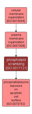 GO:0017121 - phospholipid scrambling (interactive image map)