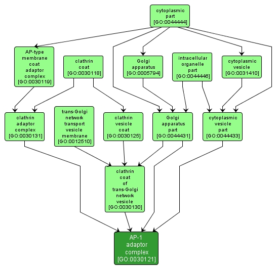 GO:0030121 - AP-1 adaptor complex (interactive image map)