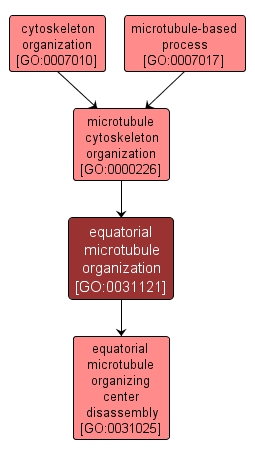 GO:0031121 - equatorial microtubule organization (interactive image map)