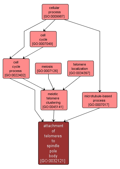 GO:0032121 - attachment of telomeres to spindle pole body (interactive image map)