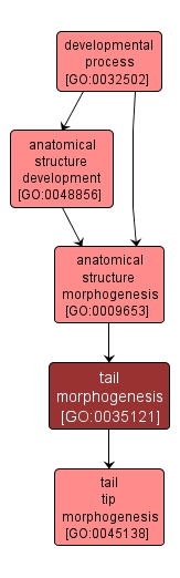 GO:0035121 - tail morphogenesis (interactive image map)